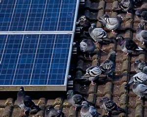 屋頂有鳥|我家也有太陽能：借鏡日本20年經驗 鳥害首要問題在。